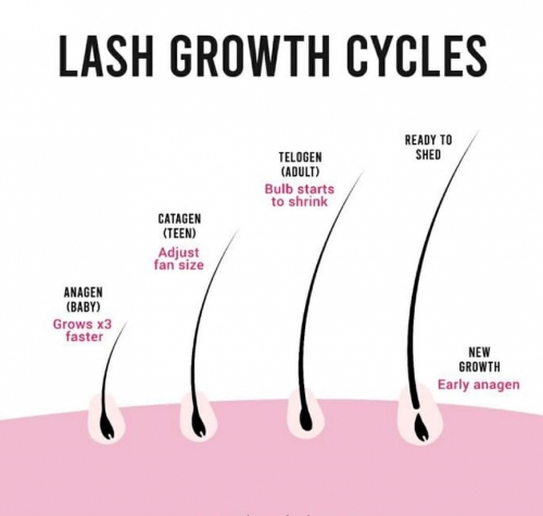 Eyelash Growth Cycle – The Foundation of Healthy Lash Extensions